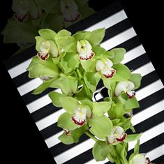 Ooh La Orchid