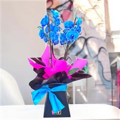 Azure Allure Plant