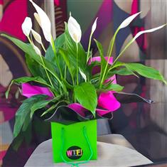 Chill Lily Plant