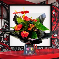 Scarlet Heart Plant