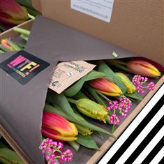 Tulip Legend - Letterbox Flowers