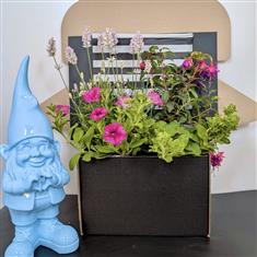 Mystery Garden Plant Box