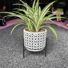 Inca Geo Pot