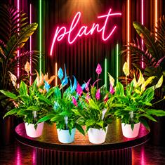 Peace Lily Colour Pop