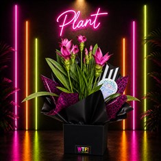 Tropical Tulip Plant (Curcuma)