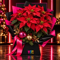 Poinsettia Plant