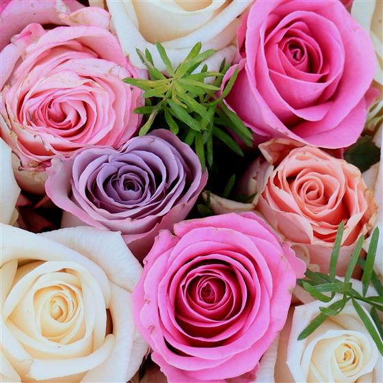 Wicked Cool Roses Whimsical Roses What The Flowers Blackpool Florist Florist